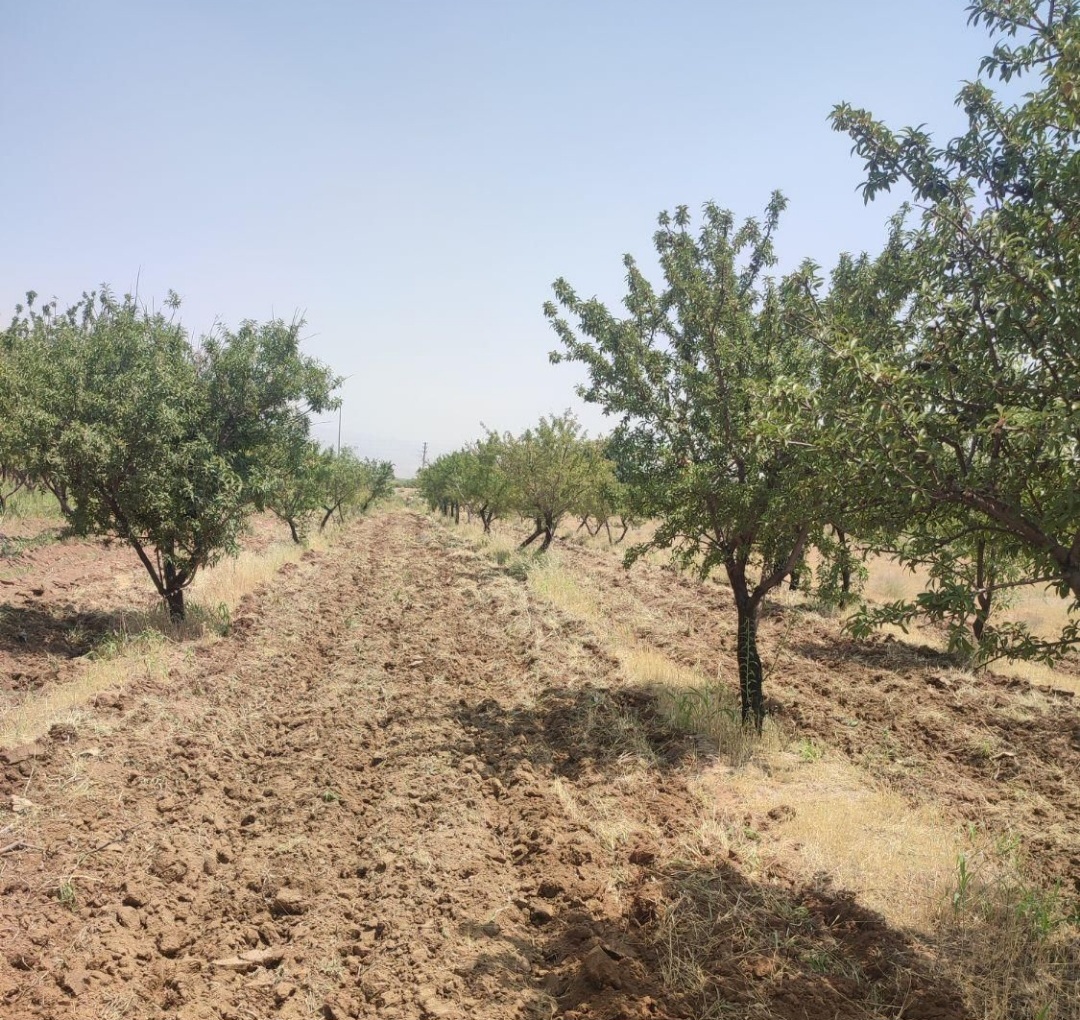 خرید و فروش به صرفه بادام سنگی تازه