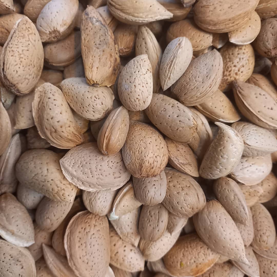 خرید بادام مامایی با پوست + قیمت به صرفه