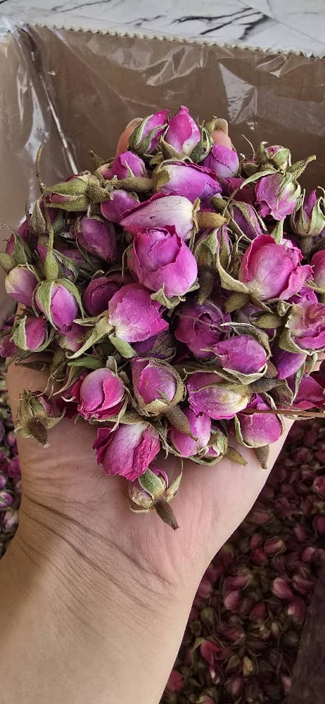 فروش غنچه مرغوب داراب