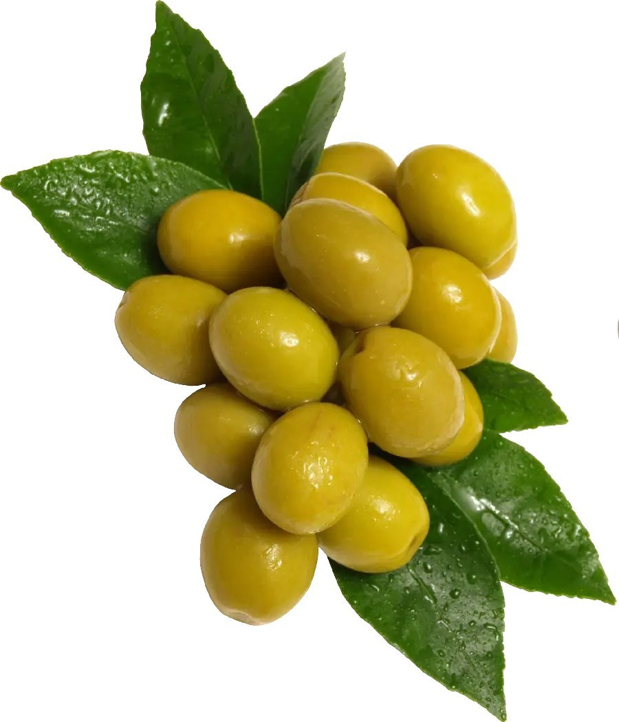زیتون کنسروی درجه یک طارم زنجان + فروش عمده