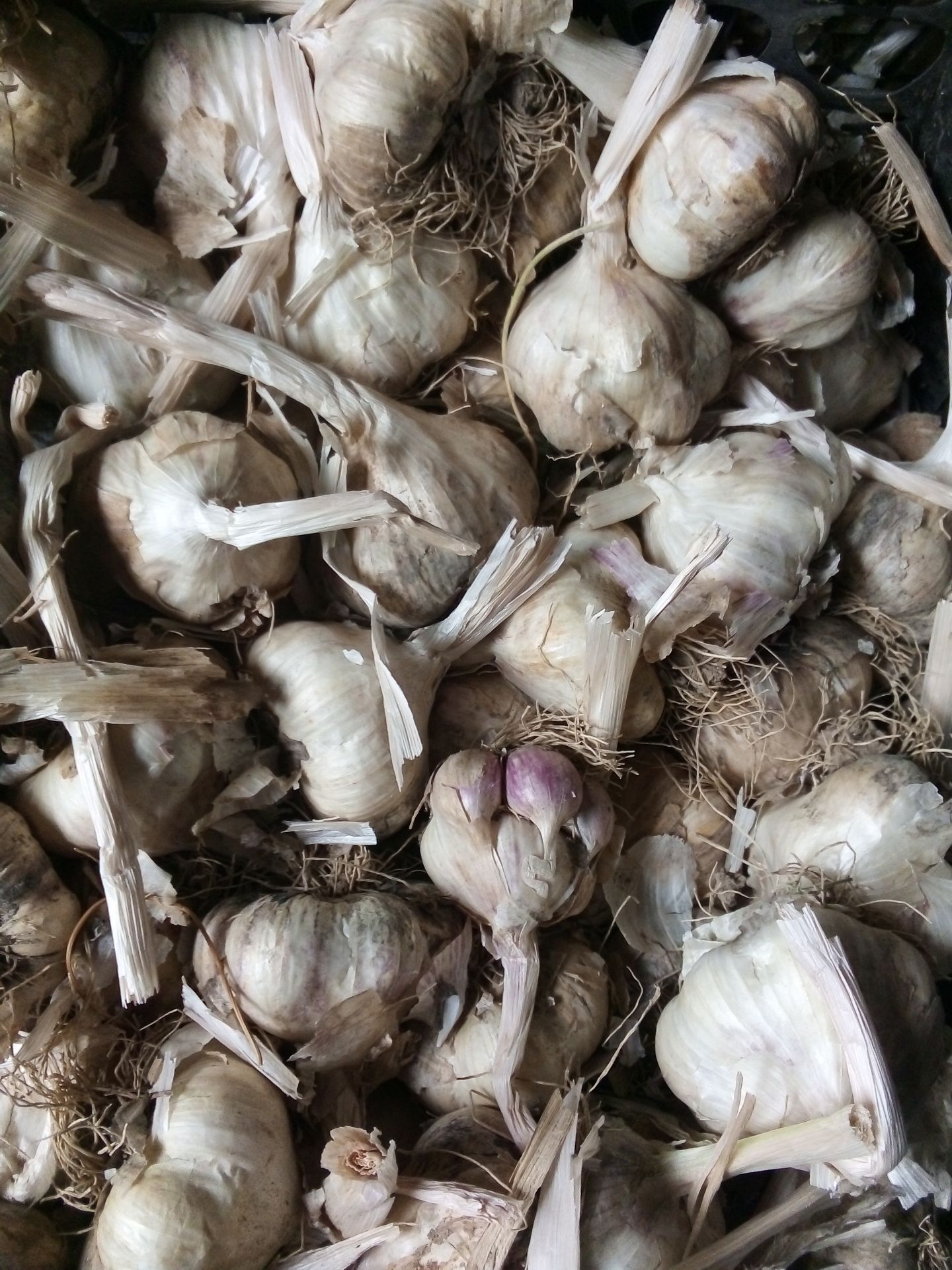 فروش سیر سفید فله