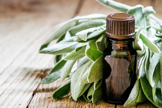 عرضه مستقیم مریم‌ گلی خشک‌ شده با قیمت رقابتی و کیفیت صادراتی