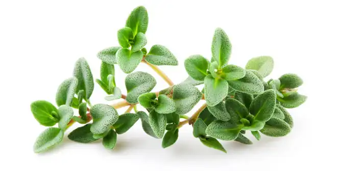 فروش عمده آویشن شیرازی خشک‌ شده مرغوب با قیمت روز و تضمینی