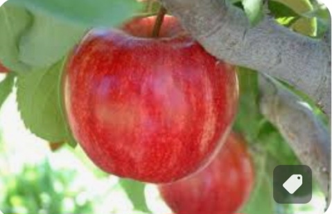 خرید سیب قرمز قیمت پاییزه امسال