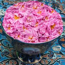 فروش فوق العاده غنچه گل محمدی