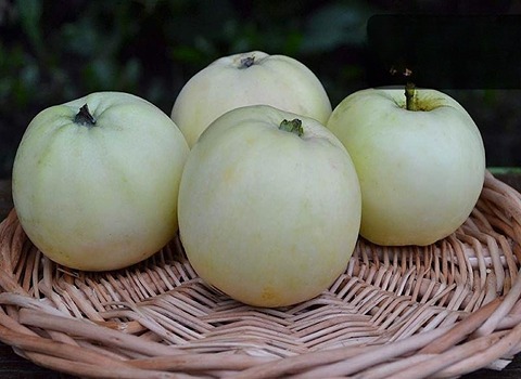 فروش سیب سفید صادراتی سمیرم با کیفیت تابستان + فروش عمده
