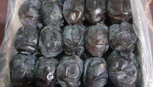 خرید عمده  خرما مضافتی
