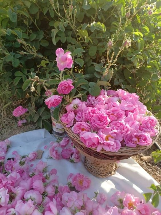 غنچه و گل محمدی خرید