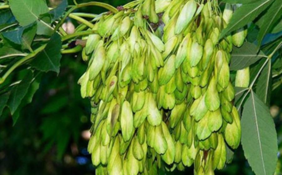 قیمت خرید میوه زبان گنجشک