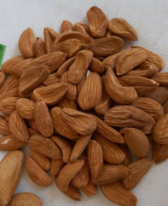 خرید بادام مامایی از تولید کننده + قیمت استثنایی