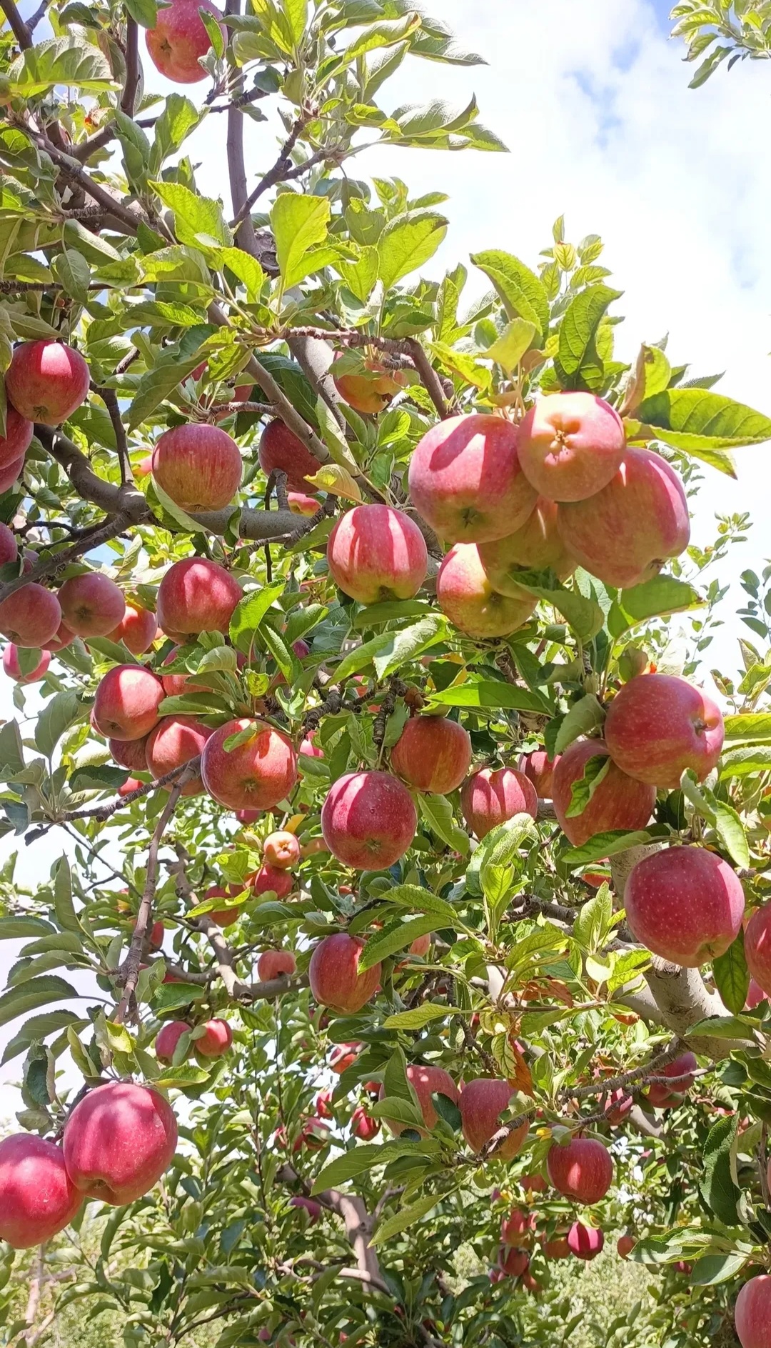 خرید و قیمت سیب گالا اورمیه + فروش عمده