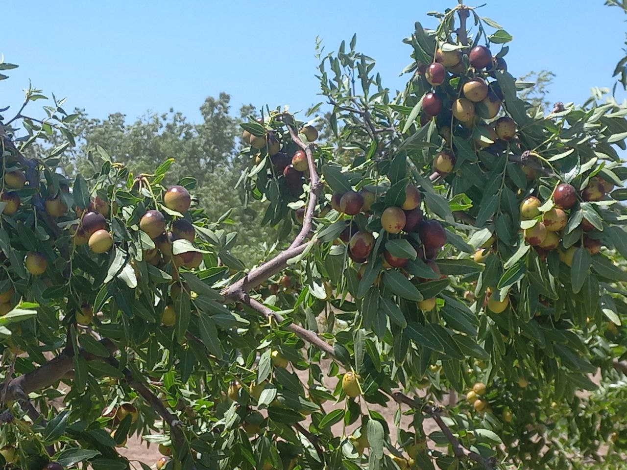 عناب مرغوب درشت