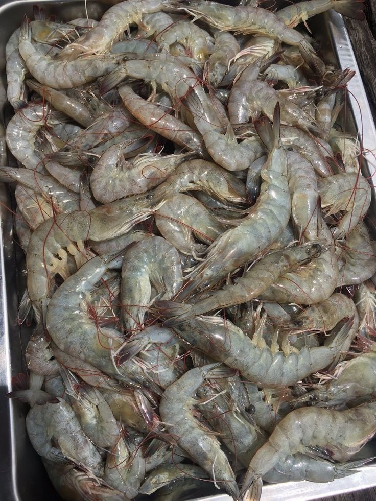 میگوی چابهار + قیمت به صرفه