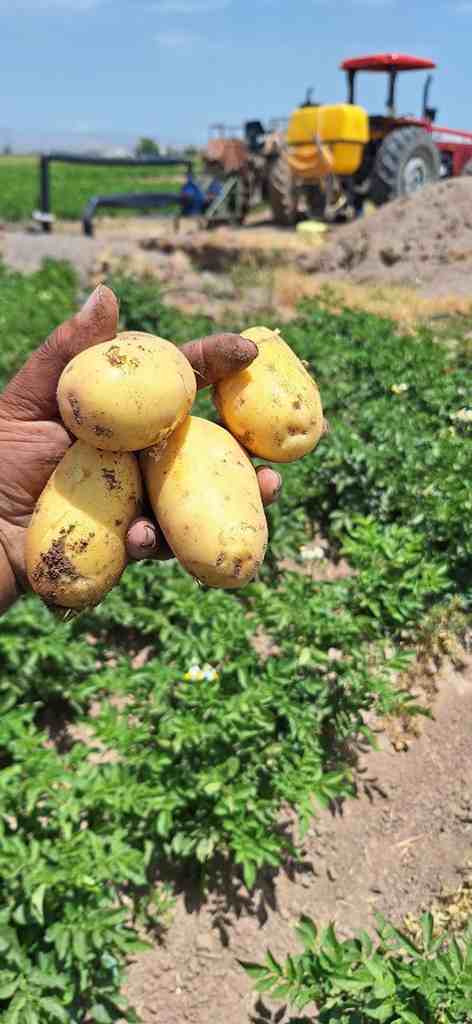 سیب زمینی آگریا فروش عمده