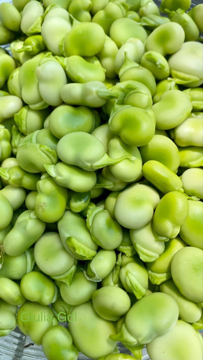 فروش ویژه باقلا + خرید آسان