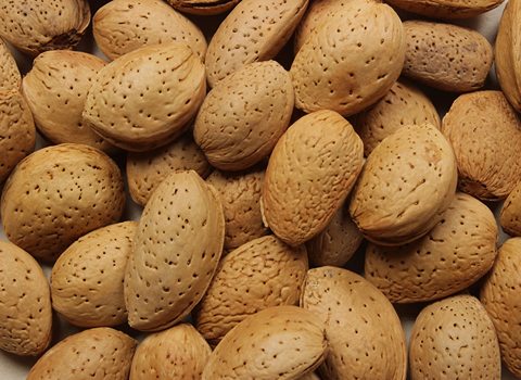 فروش بادام سنگی با پوست با کیفیت