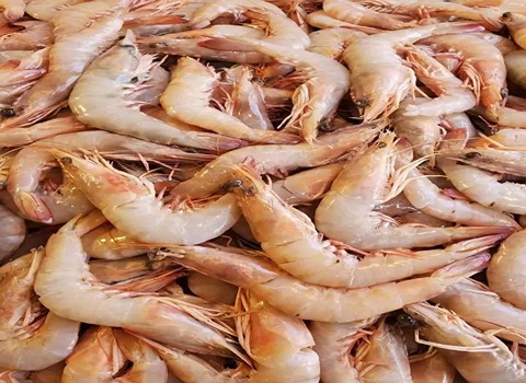 قیمت خرید عمده صادراتی ارزان میگو با پوست