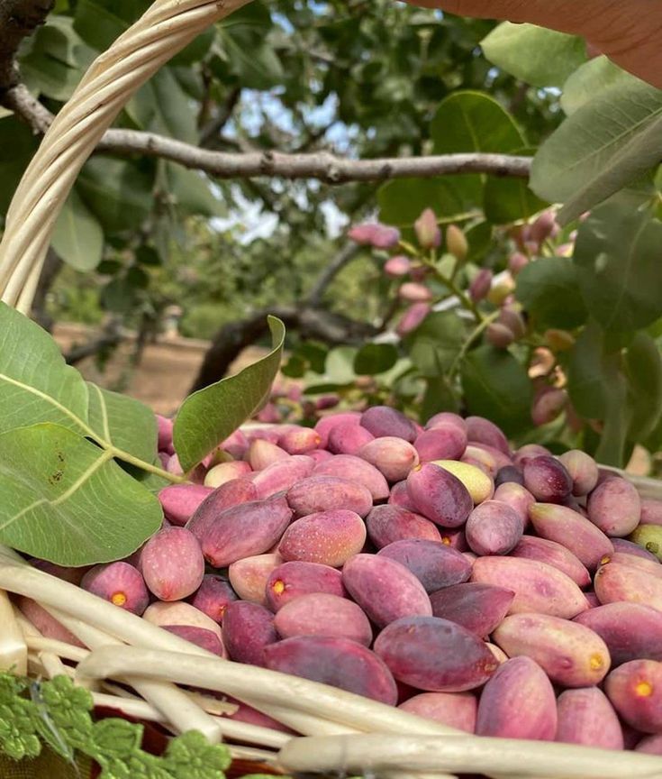 فروش پوست پسته