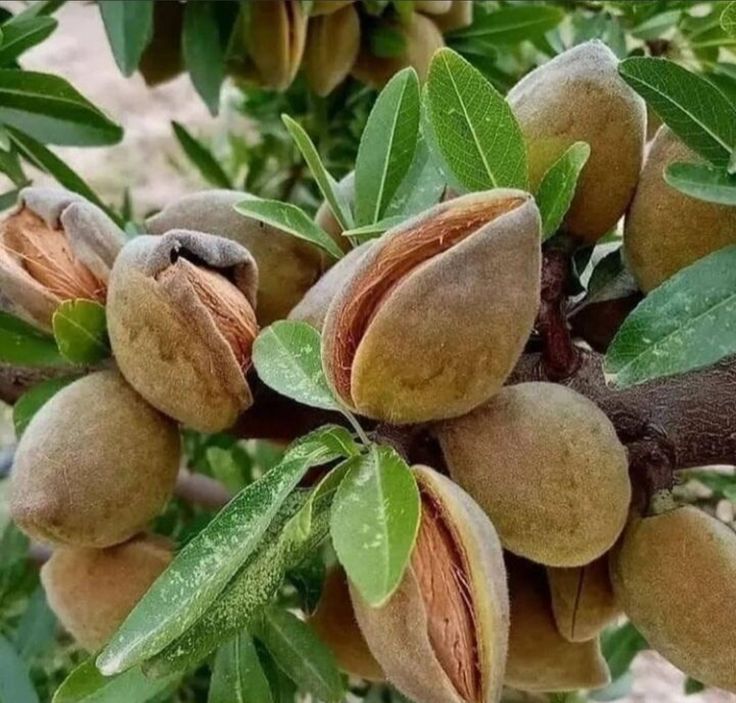 خرید پوست بادام درختی