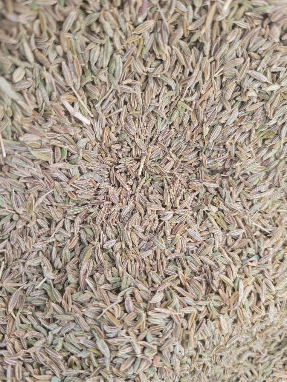 فروش زیره سبز فله عطر و طعم بینظیر، کیفیت تضمینی، قیمت استثنایی