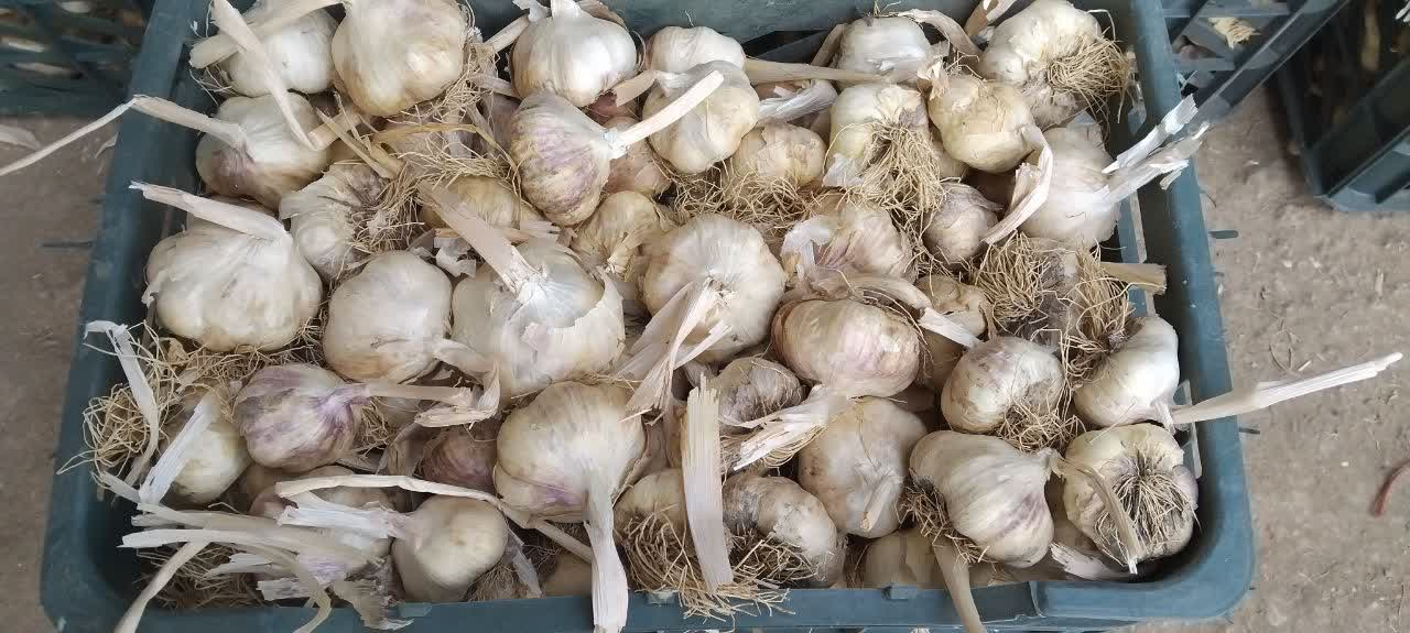 فروش ویژه سیر سفید سولان