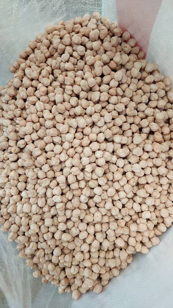 فروش نخود دیم پایه بلند قیمت خرید به صرفه