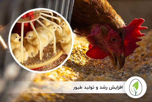 خرید پودر ماهی طیور به صرفه درب کارخانه