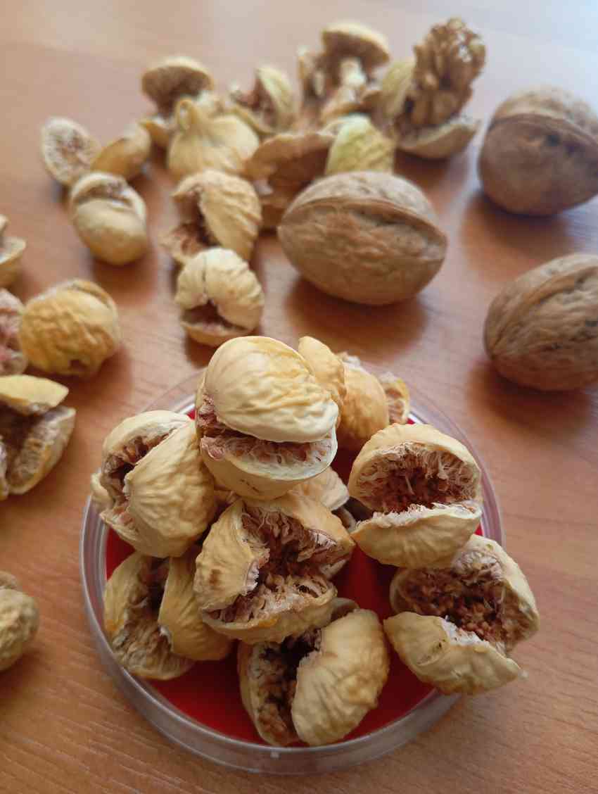 خرید انجیر خشک صد یک استهبان + خرید ویژه