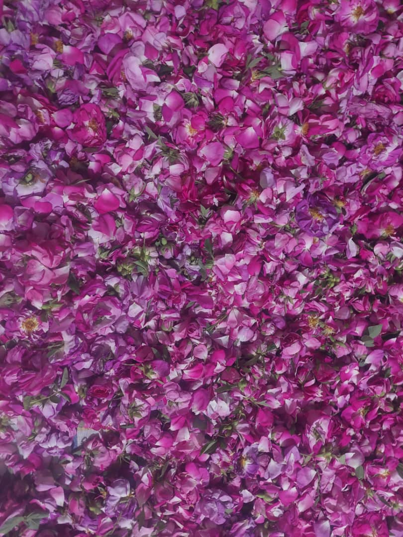 خرید پودر گل محمدی و نوع مصرف آن