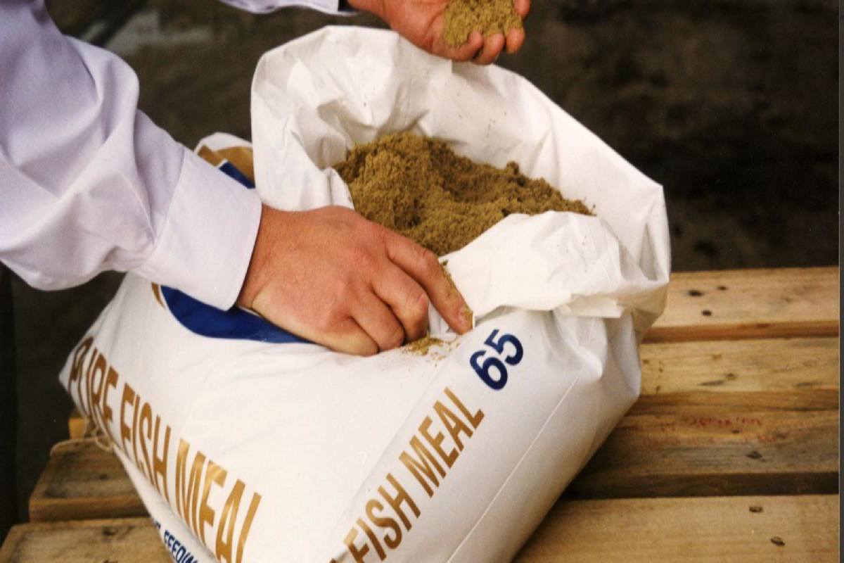 خرید ارزان پودر ماهی چابهار