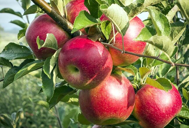 قیمت و فروش سیب گلاب صادراتی مازندران + فروش عمده و شرایط برتر
