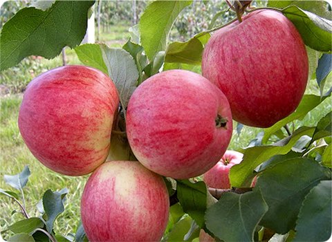 فروش سیب گلاب ارگانیگ ساری با کیفیت + فروش عمده