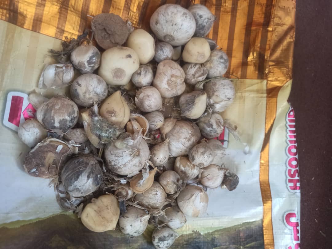 فروش عمده موسیر کوهی کردستان