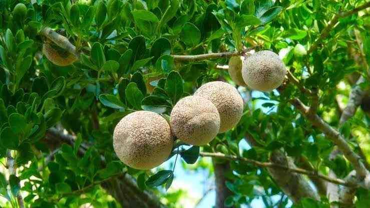 مرکز فروش نهال بائل فروت بلوچستان + ارسال فوری