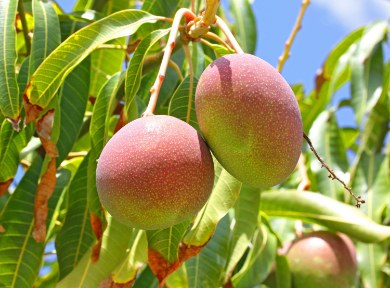فروش نهال انبه پیوندی + خرید تضمینی محصول
