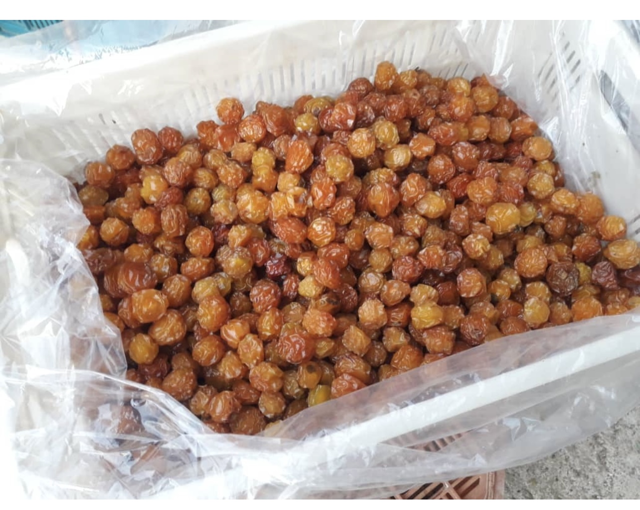 خرید بسیار استثنایی آلوچه مراغه کرشمه
