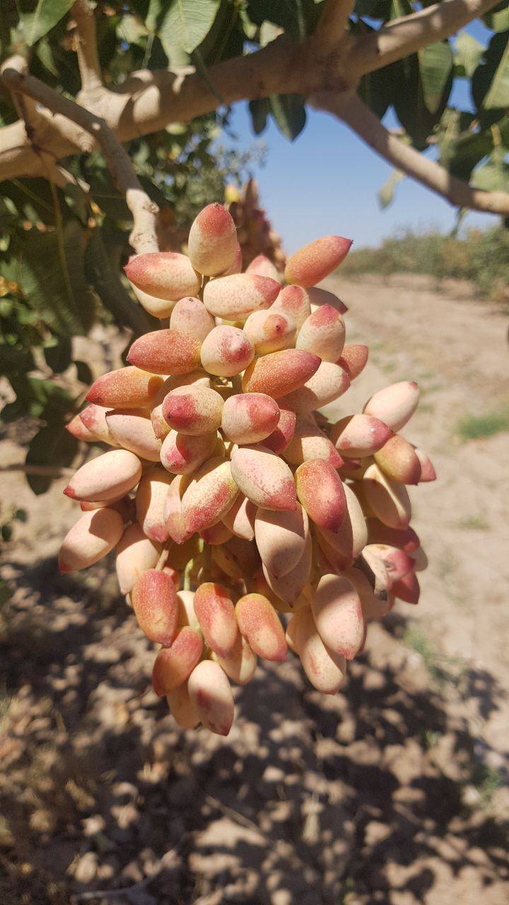 قیمت روز پسته اکبری رفسنجان