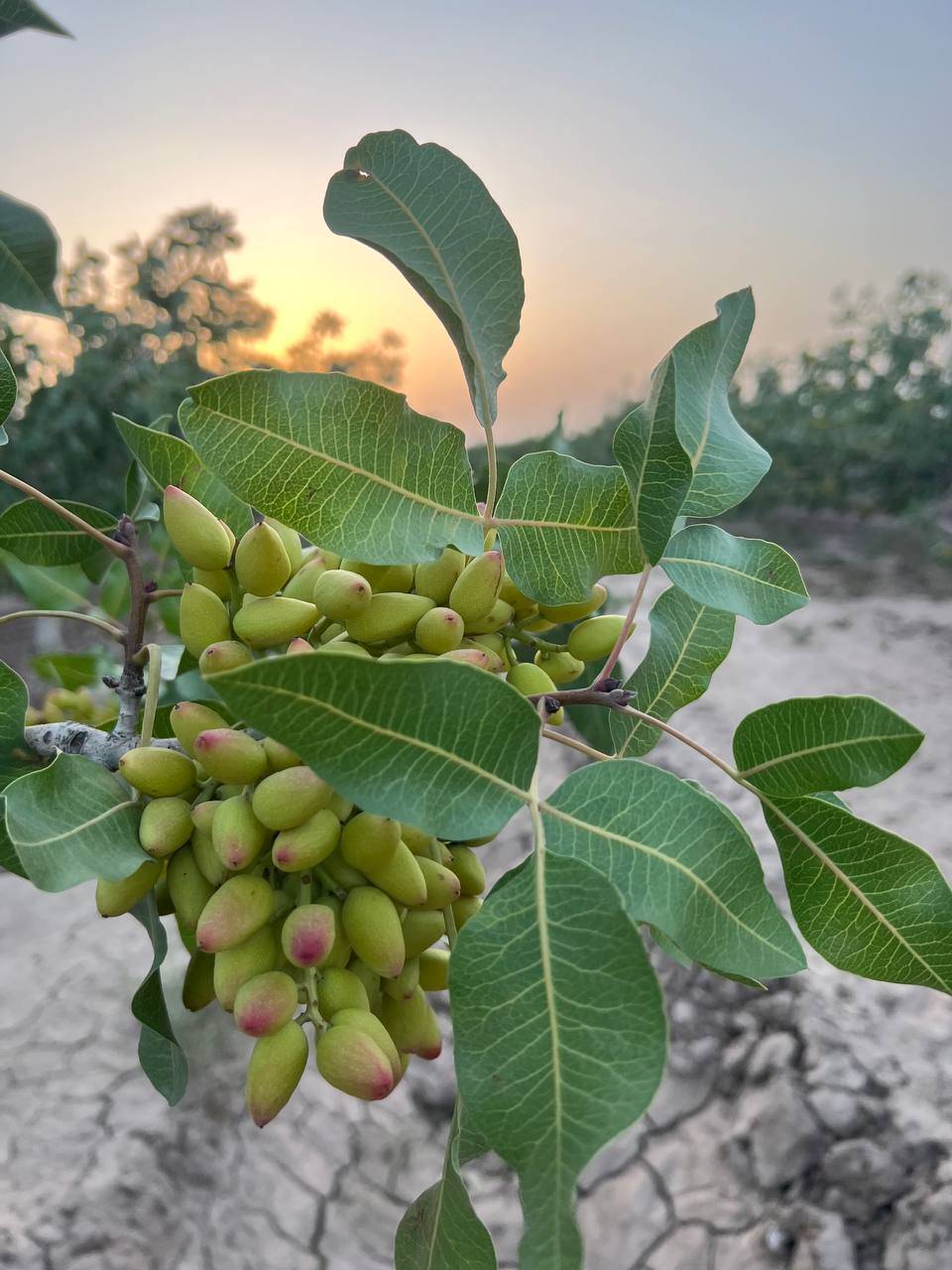 پسته اکبری خام رفسنجان + خرید عمده