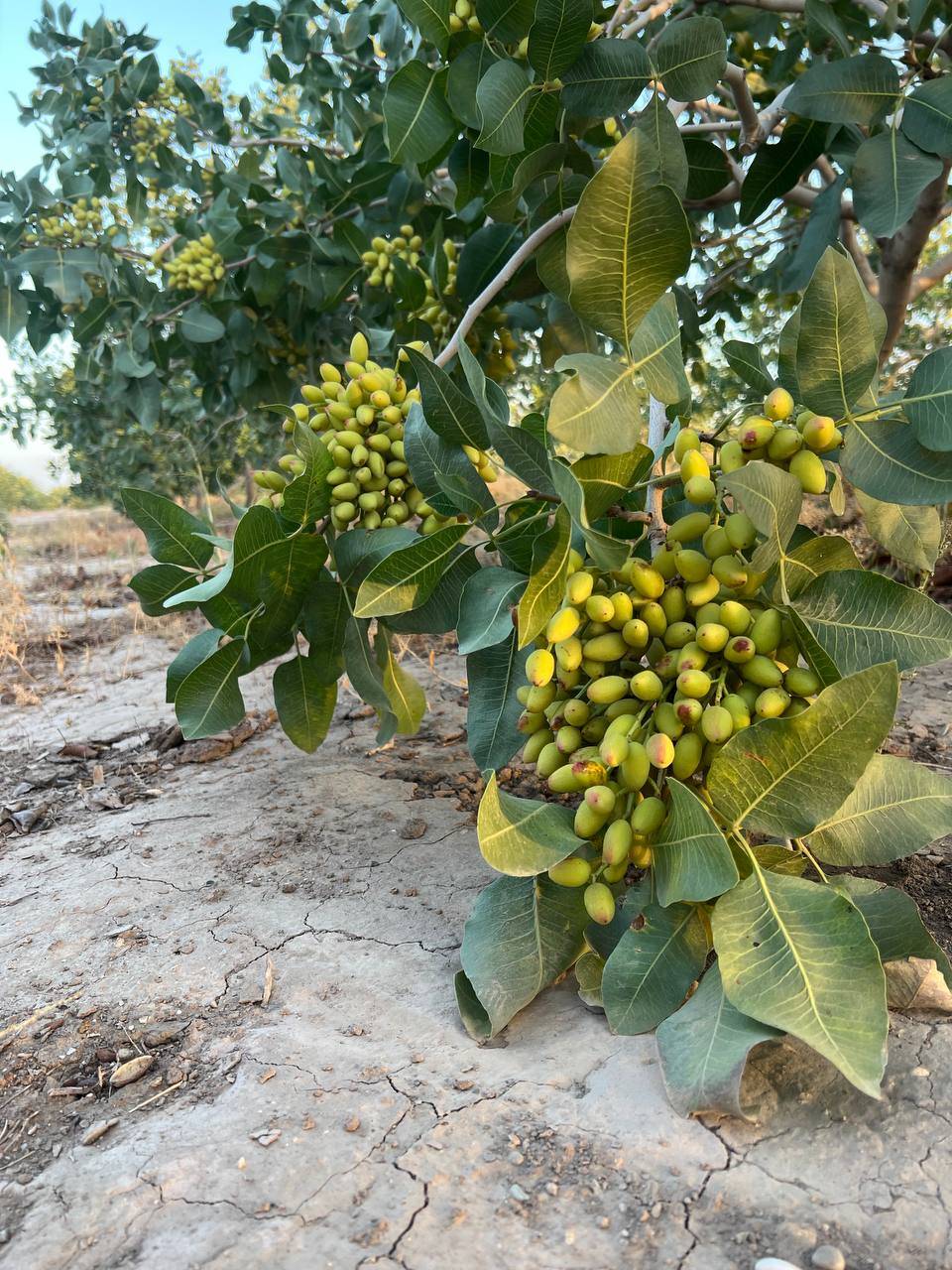 پسته اکبری رفسنجان + فروش عمده