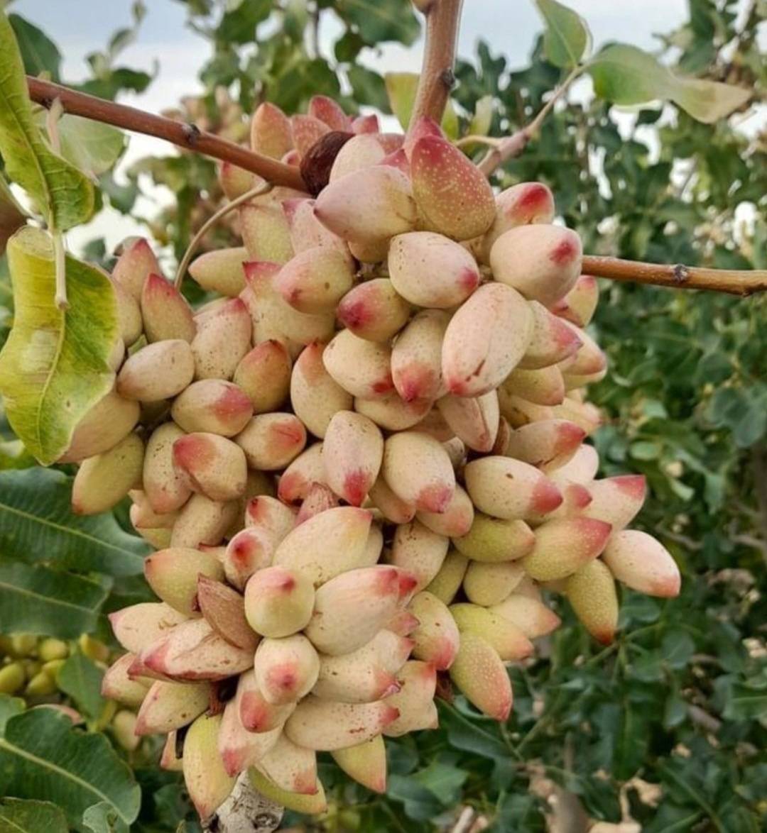خرید و قیمت پسته اکبری درجه یک + فروش عمده