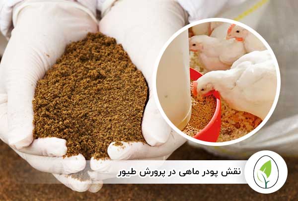 پودر ماهی طیور خرید