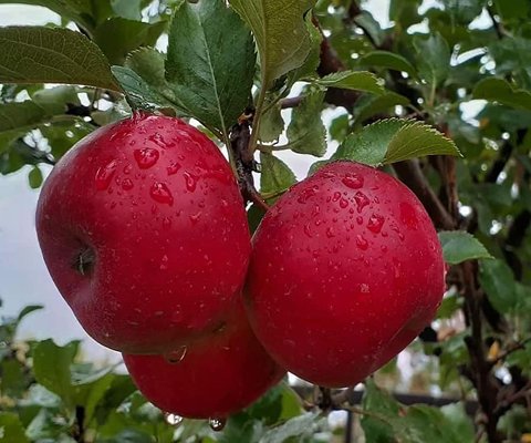 فروش سیب سرخ فرانسوی دستچین سمنان + با کیفیت برتر