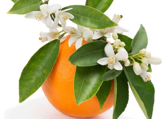 خرید عصاره خوراکی بهار نارنج + ارگانیک