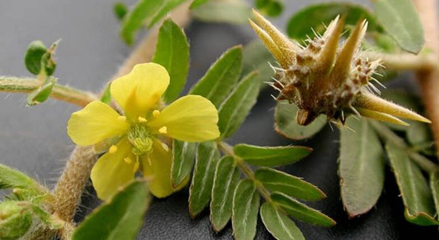 خرید عصاره خوراکی خارخاسک + قیمت استثنایی
