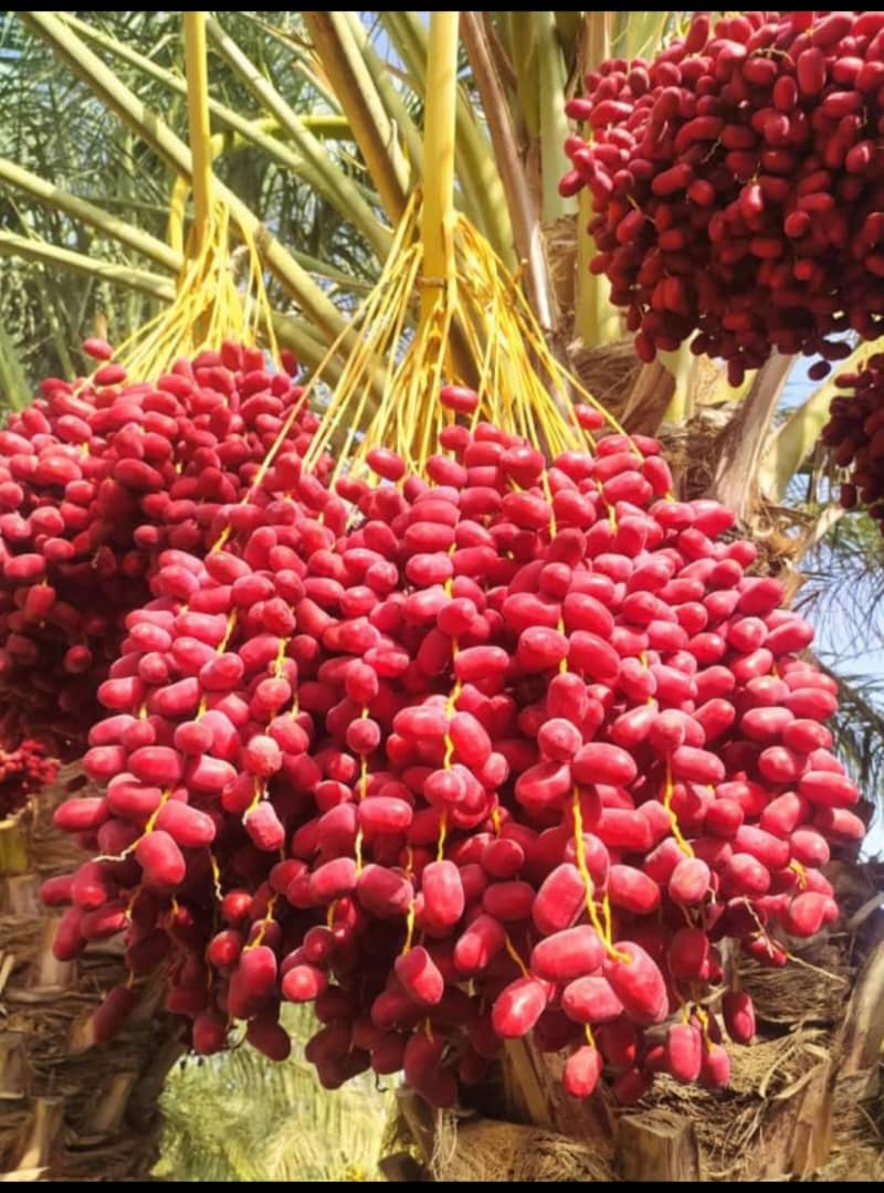 خرما مضافتی فروش خوب و خرید به صرفه