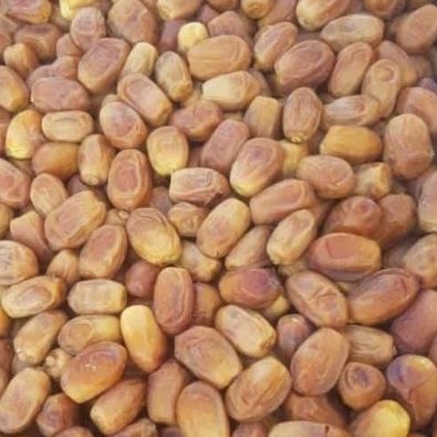 قیمت و خرید خرما زاهدی + فروش عمده و ویژه