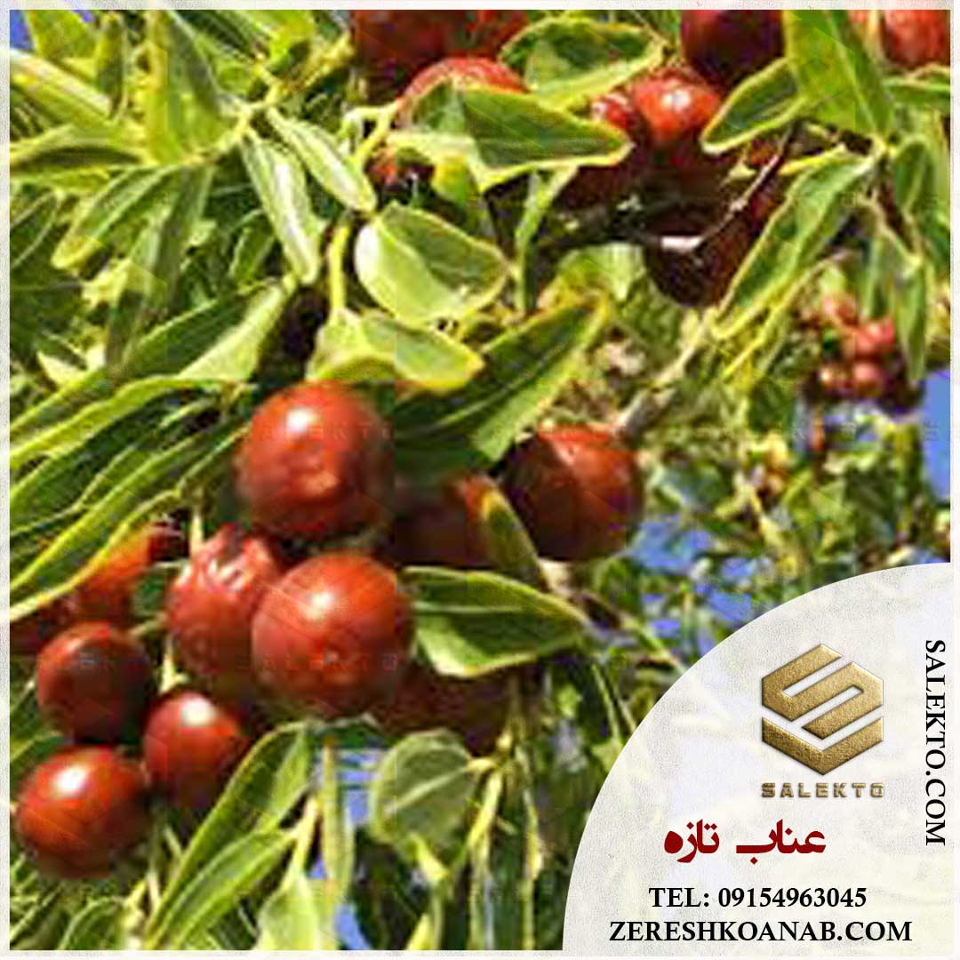 خرید عمده عناب تازه خراسان جنوبی + قیمت استثنا