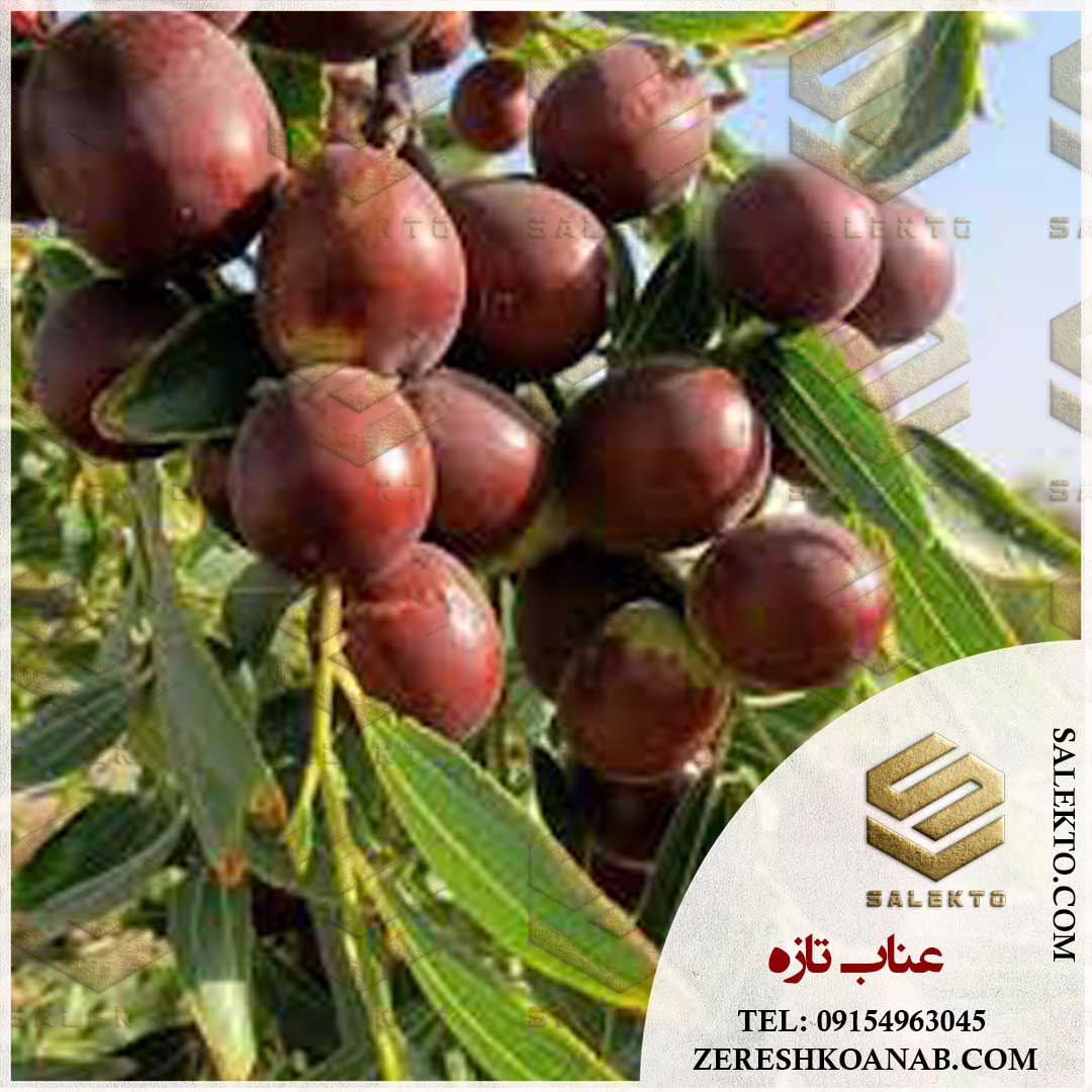 خرید مستقیم عناب تازه از باغدار + خرید به‌ صرفه