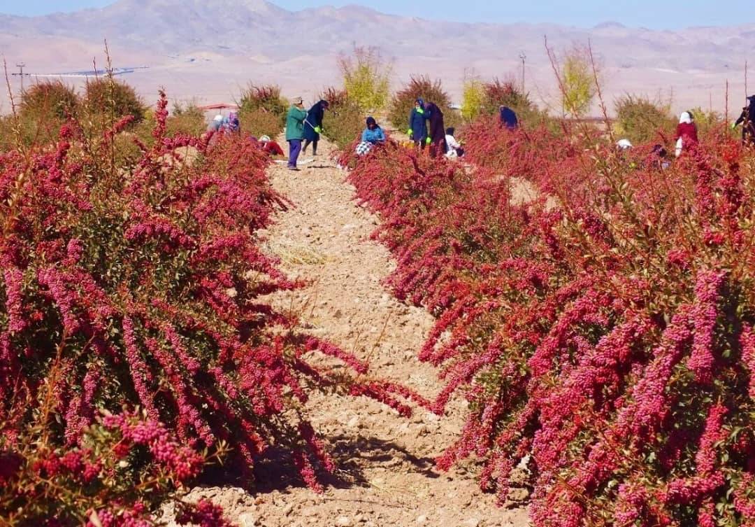 زرشک پفکی درجه یک + فروش عمده