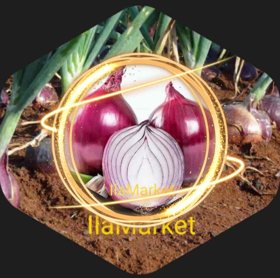 قیمت خرید پیاز قرمز بناب + فروش ویژه